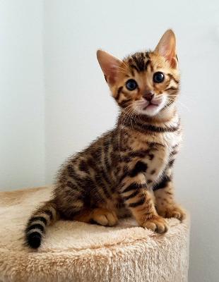 Looking to Buy a Bengal Kitten from a Trusted Cattery in Mumbai?​